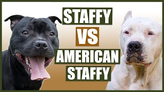 STAFFORDSHIRE BULL TERRIER vs AMERICAN STAFFORDSHIRE BULL TERRIER [upl. by Akemehs]