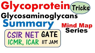 Glycosaminoglycans and glycoprotein biochemistry lecture [upl. by Yajnas649]