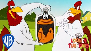 Looney Tuesdays  Iconic Characters Foghorn Leghorn  Looney Tunes  WB Kids [upl. by Yrellih]