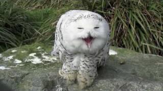 Snowy Owl  Dublin Zoo [upl. by Ibrik808]