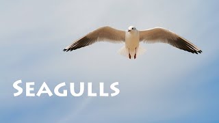 Seagulls Sound Effects  Sound Pack [upl. by Durand]