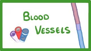 GCSE Biology  Blood Vessels 24 [upl. by Leinoto147]