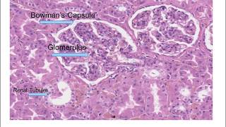 Renal  Filtration Reabsorption and Secretion Overview [upl. by Sitnik]