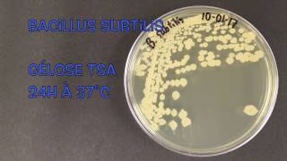 Bacillus subtilis [upl. by Voe]