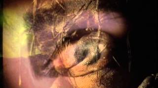 Siouxsie And The Banshees  Scarecrow Music Video [upl. by Tnahs]