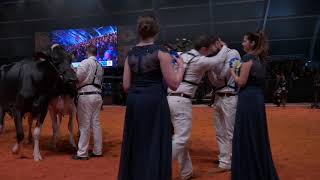 LIBRAMONT HOLSTEIN SHOW 2019 [upl. by Giza]