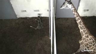 Live Giraffe Birth at The Greenville Zoo [upl. by Nenad]