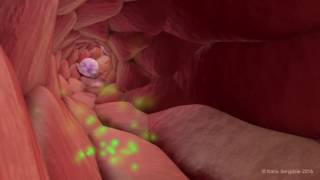 Extravasation of Neutrophils [upl. by Aneeled]