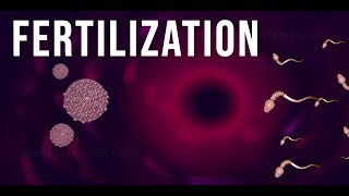 WHAT IS FERTILIZATION [upl. by Slin]