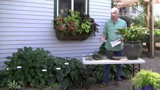 How Late in the Fall Can I Plant Hostas [upl. by Shawna]