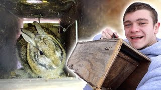 I Trapped Rabbits in Homemade Trap [upl. by Ashlan]