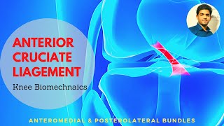 Medial Collateral Ligament injury  MCL Injuries  Everything You Need To Know  Dr Nabil Ebraheim [upl. by Ttenyl]