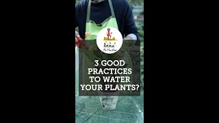 3 Good Practices for watering your plants [upl. by Aissak867]