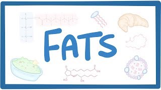 Fats  biochemistry [upl. by Rhianna217]