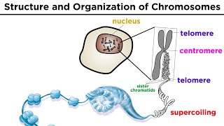 Chromosome Structure and Organization [upl. by Nalliuq]