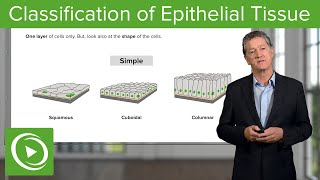 Classification of Epithelial Tissue – Histology  Lecturio [upl. by Adnauqaj]