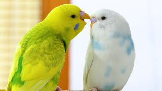 Budgie Sounds for Lonely Budgies [upl. by Maiocco]