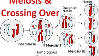 Meiosis amp Crossing Over [upl. by Hanimay]