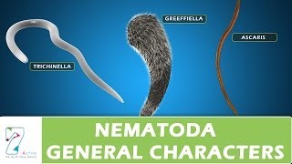 Nematoda General Characters [upl. by Allayne]