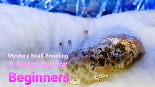 Mystery Snail Breeding amp Hatching for Beginners  Aquarium Breeding Tips [upl. by Magel]