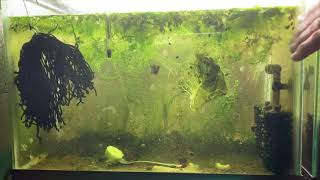 Scuds Daphnia Cherry Shrimp Copepods My aquatic food culture [upl. by Kegan]