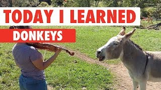 Today I Learned Donkeys [upl. by Atinit329]