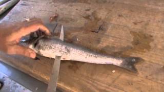 How to fillet a Whiting [upl. by Shanks428]