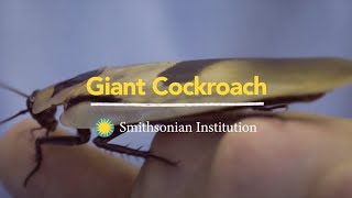 Introducing the Giant Cockroach [upl. by Retrop]