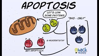 Apoptosis  Introduction Morphologic Changes and Mechanism [upl. by Hartzke]