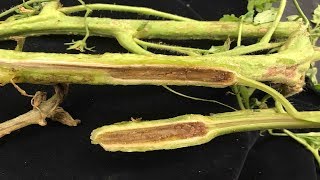 ⟹ Fusarium vs Vertisillium  Tomato diseases  My take on it how to tell the difference [upl. by Acinoed339]