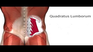 Two Minutes of Anatomy Quadratus Lumborum QL [upl. by Eiralav]