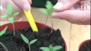 How To Grow Tomato Seeds video with Thompson amp Morgan [upl. by Renado127]