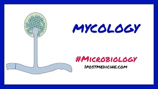 Introduction to Mycology  Microbiology [upl. by Kendall]