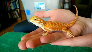 Unboxing baby bearded dragon [upl. by Novy]