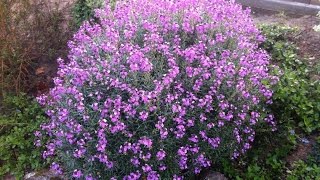 Erysimum linifolium Bowles Muave  Wallflower Bowles Muave [upl. by Denton]