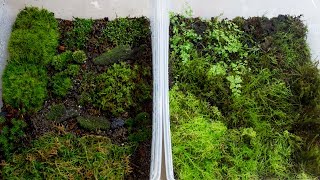 How to Propagate Your Own Moss [upl. by Plumbo659]