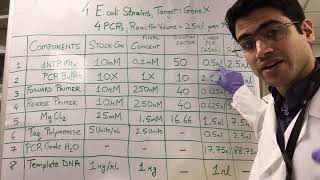 How To PCR Calculations [upl. by Adnahsam612]