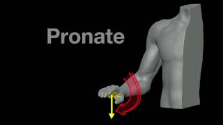 Arm Muscles 21 Pronation and Supination [upl. by Llevel]