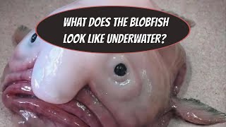 THIS IS WHAT THE BLOBFISH LOOKS LIKE UNDERWATER [upl. by Drof]