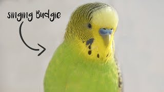 Singing Budgie  Happy song [upl. by Hirsh]