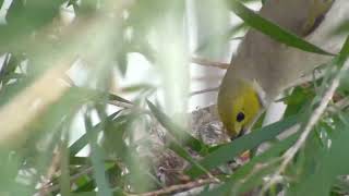 Whiteplumed Honeyeater [upl. by Riane149]