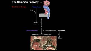 Direct Fibrinolysis The Plasmin Pathway [upl. by Thill]