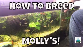 How To Breed Mollys Breeding Molly fish For Profit Aquarium Fish Room VLOG [upl. by Caruso]