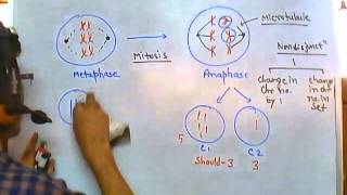 Nondisjunction of chromosome [upl. by Toddy]