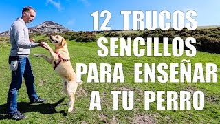 Adiestramiento Canino  12 TRUCOS para Enseñar a tu Perro [upl. by Sinned]