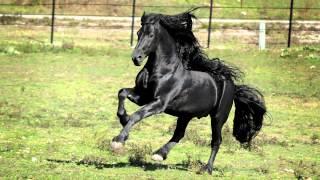 WORLD FAMOUS FRIESIAN STALLION [upl. by Foy346]