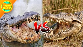 Alligator VS Crocodile  Whats the Difference [upl. by Mert157]