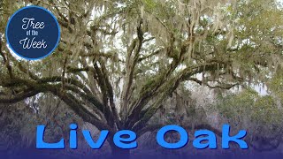 Tree of the Week Live Oak [upl. by Vidovic965]