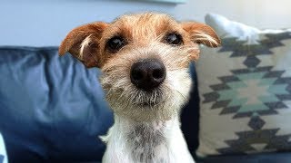 Funny Jack Russell Terrier Compilation [upl. by Aneeb]