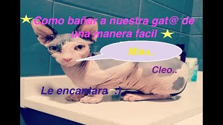 Como bañar a gata o gato sphynx o esfinge facil y sencillo [upl. by Kunz]